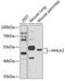 HERV-H LTR-Associating 2 antibody, 14-877, ProSci, Western Blot image 