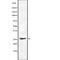 Cell Division Cycle 34 antibody, abx149123, Abbexa, Western Blot image 