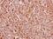 Bone Morphogenetic Protein 4 antibody, PA5-27288, Invitrogen Antibodies, Immunohistochemistry frozen image 