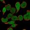 Spi-1 Proto-Oncogene antibody, NBP2-33427, Novus Biologicals, Immunocytochemistry image 