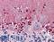 Cystathionine-Beta-Synthase antibody, LS-B6018, Lifespan Biosciences, Immunohistochemistry frozen image 