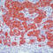 Chromogranin A antibody, LS-C88081, Lifespan Biosciences, Immunohistochemistry frozen image 
