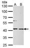 Mannose-6-phosphate isomerase antibody, GTX103682, GeneTex, Western Blot image 