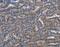 Kelch Like Family Member 2 antibody, MBS2519508, MyBioSource, Immunohistochemistry paraffin image 
