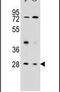 CD37 Molecule antibody, PA5-24204, Invitrogen Antibodies, Western Blot image 