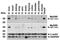 MYD88 Innate Immune Signal Transduction Adaptor antibody, NBP1-76465, Novus Biologicals, Western Blot image 
