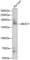 ATP Binding Cassette Subfamily B Member 11 antibody, 15-669, ProSci, Western Blot image 