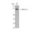 Gamma-adducin antibody, STJ91492, St John