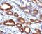 Mucin 6, Oligomeric Mucus/Gel-Forming antibody, orb385877, Biorbyt, Immunohistochemistry paraffin image 