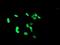 PHD Finger Protein 7 antibody, NBP2-45881, Novus Biologicals, Immunofluorescence image 