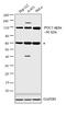 PPARG Coactivator 1 Alpha antibody, PA5-38021, Invitrogen Antibodies, Western Blot image 