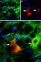 Purinergic Receptor P2X 4 antibody, PA5-77663, Invitrogen Antibodies, Immunohistochemistry frozen image 