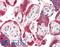 Cartilage Oligomeric Matrix Protein antibody, LS-B12308, Lifespan Biosciences, Immunohistochemistry paraffin image 