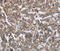 Fc Fragment Of IgA Receptor antibody, MBS2518620, MyBioSource, Immunohistochemistry paraffin image 