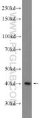 TMM25 antibody, 24361-1-AP, Proteintech Group, Western Blot image 