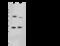 Short-chain dehydrogenase/reductase 3 antibody, 103008-T32, Sino Biological, Western Blot image 