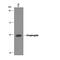 Epiregulin antibody, AF1068, R&D Systems, Western Blot image 