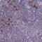 Sorting Nexin 11 antibody, PA5-62998, Invitrogen Antibodies, Immunohistochemistry frozen image 