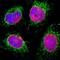 Lamin A/C antibody, NBP2-25151, Novus Biologicals, Immunofluorescence image 