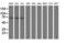 CCR4-NOT Transcription Complex Subunit 4 antibody, LS-C337676, Lifespan Biosciences, Western Blot image 