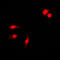 Nuclear Factor Kappa B Subunit 1 antibody, LS-C352572, Lifespan Biosciences, Immunofluorescence image 