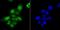 SAM And HD Domain Containing Deoxynucleoside Triphosphate Triphosphohydrolase 1 antibody, NBP2-75655, Novus Biologicals, Immunofluorescence image 