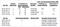 Insulin Receptor antibody, 50102, QED Bioscience, Western Blot image 