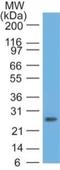 RUNX Family Transcription Factor 3 antibody, NBP2-22390, Novus Biologicals, Western Blot image 