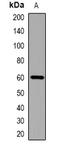 Cytochrome P450 26B1 antibody, orb382670, Biorbyt, Western Blot image 