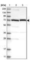 Calpain 2 antibody, NBP1-88204, Novus Biologicals, Western Blot image 