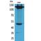 CD49D antibody, LS-C387028, Lifespan Biosciences, Western Blot image 