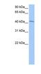 Germ Cell Associated 1 antibody, NBP1-56435, Novus Biologicals, Western Blot image 