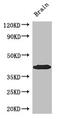 SAM pointed domain-containing Ets transcription factor antibody, CSB-PA022518LA01HU, Cusabio, Western Blot image 