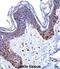 High Mobility Group Nucleosome Binding Domain 1 antibody, abx027886, Abbexa, Immunohistochemistry frozen image 