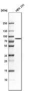 Ras Homolog Family Member T2 antibody, HPA012624, Atlas Antibodies, Western Blot image 