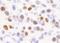 Histone H2A.x antibody, IHC-00008, Bethyl Labs, Immunohistochemistry frozen image 
