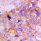Caspase 7 antibody, LS-C351917, Lifespan Biosciences, Immunohistochemistry paraffin image 