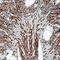 Carbonic Anhydrase 4 antibody, PA5-47312, Invitrogen Antibodies, Immunohistochemistry frozen image 