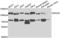 DEAD-Box Helicase 20 antibody, abx004457, Abbexa, Western Blot image 
