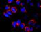 Kinesin Family Member 5B antibody, SM3117P, Origene, Immunofluorescence image 