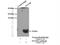 FXYD Domain Containing Ion Transport Regulator 3 antibody, 15853-1-AP, Proteintech Group, Immunoprecipitation image 