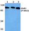 Glutamate Ionotropic Receptor AMPA Type Subunit 1 antibody, PA5-36849, Invitrogen Antibodies, Western Blot image 