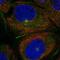 PATJ Crumbs Cell Polarity Complex Component antibody, NBP2-55886, Novus Biologicals, Immunofluorescence image 