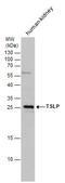 Thymic Stromal Lymphopoietin antibody, GTX129591, GeneTex, Western Blot image 