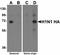 Influenza A HA antibody, LS-C108540, Lifespan Biosciences, Western Blot image 