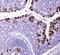 ATP Binding Cassette Subfamily G Member 8 antibody, NBP1-71706, Novus Biologicals, Immunohistochemistry frozen image 
