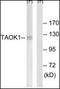 Serine/threonine-protein kinase TAO1 antibody, orb96613, Biorbyt, Western Blot image 