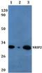 Nuclear Receptor Interacting Protein 2 antibody, A16445-1, Boster Biological Technology, Western Blot image 