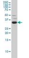Sprouty RTK Signaling Antagonist 2 antibody, H00010253-M01, Novus Biologicals, Western Blot image 