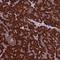 BTB Domain Containing 3 antibody, NBP1-84214, Novus Biologicals, Immunohistochemistry frozen image 